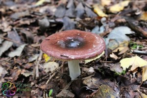 russula cearrulea (2) (1000 x 667).jpg_product_product_product